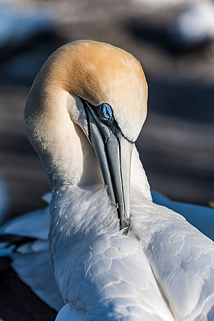 NNK_7756_gannet22