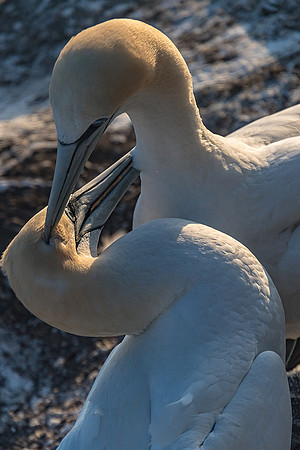 GANNETS IN LOVE_5_NNK
