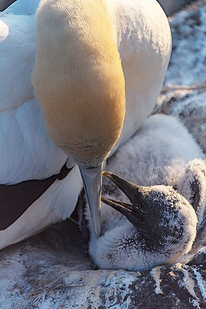 NNK_9059_gannet22