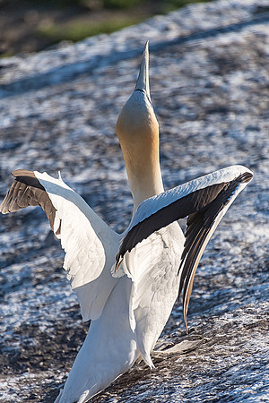 NNK_8125_gannet22