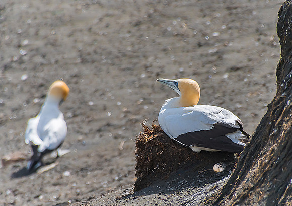 Gannets life2