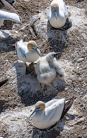 NNK_4520_gannet22