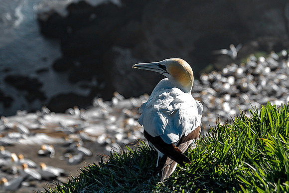 NNK_7303_gannet22
