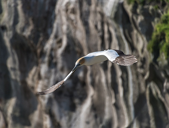NNK_6484_gannet22