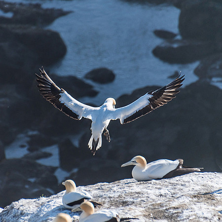 NNK_7273_gannet22