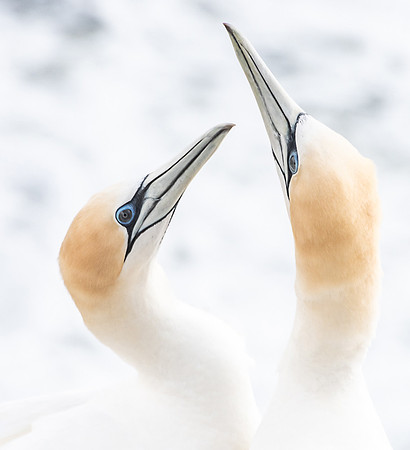 GANNETS IN LOVE_1_NNK