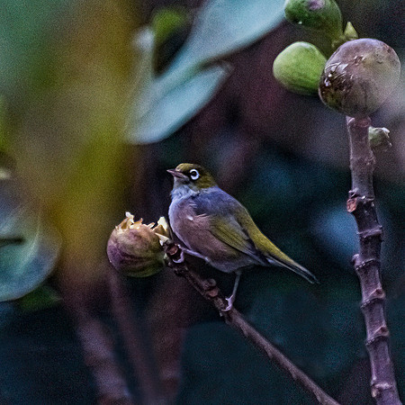 NNK_3078 VG