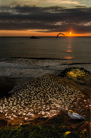GANNET'S POINT, MURIWAI, AUCKLAND, NZ_NNK