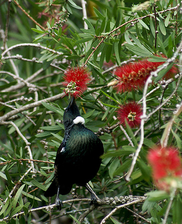 tui_DSC1109