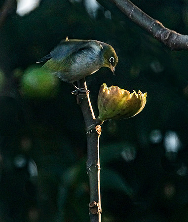 NNK_1243 copy