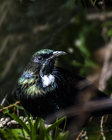 TUI BIRD_NNK