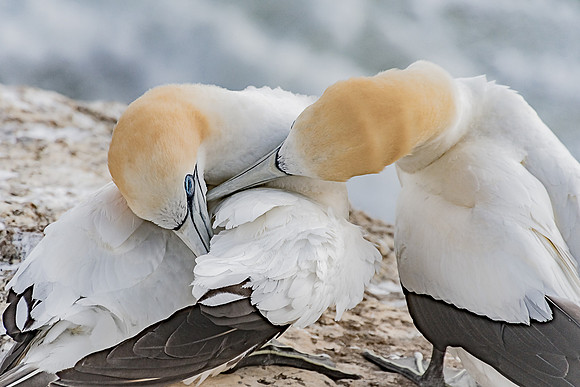 GANNETS IN LOVE_2_NNK