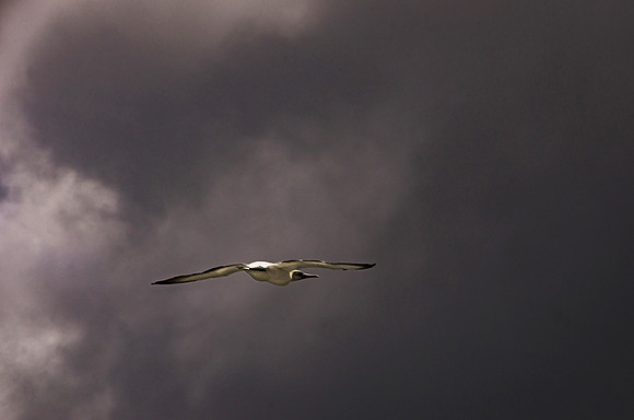 gannet_NNK4952vg