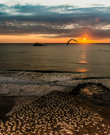 GANNET COLONY AT MURIWAI IN NEW ZEALAND