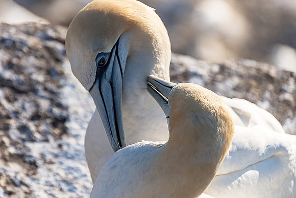NNK_8200_gannet22