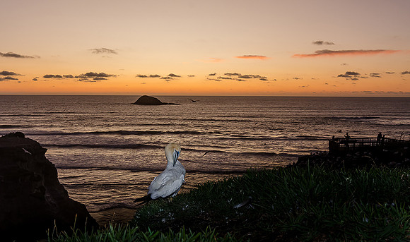 _DSC4098_gannet22