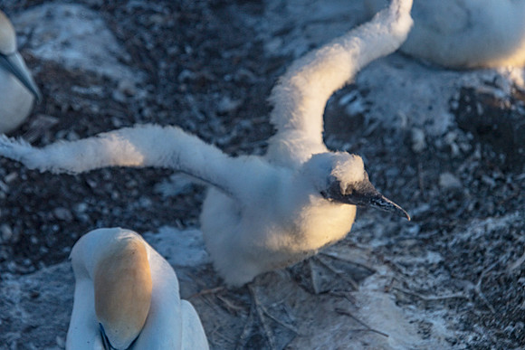 NNK_9028_gannet22
