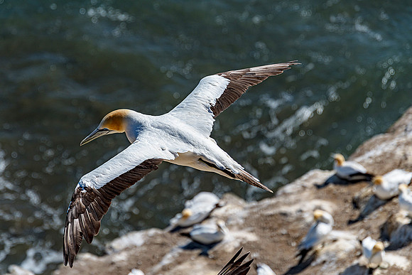 NNK_4322_gannet22
