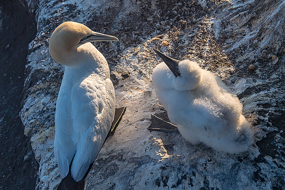 NNK_8931_gannet22
