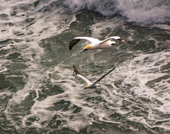 gannet_NNK5594A_vg