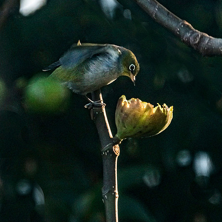 HUNGRY BIRD_1_NNK