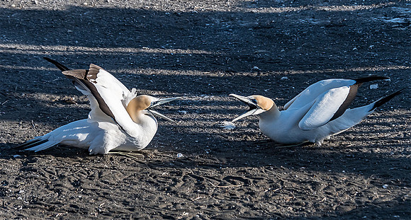 NNK_7620_gannet22