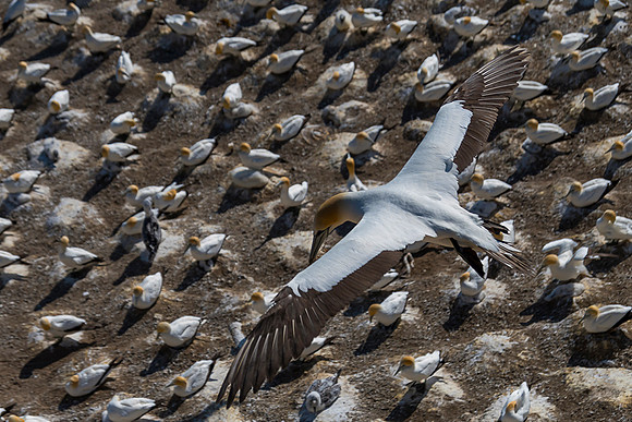 NNK_4845_gannet22