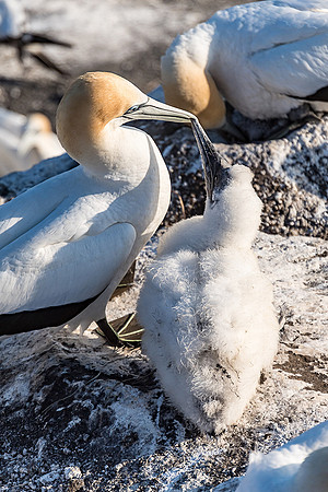 NNK_8093_gannet22
