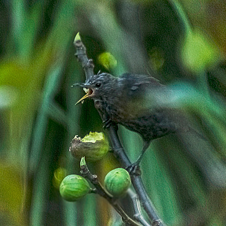 HUNGRY BIRD_NNK