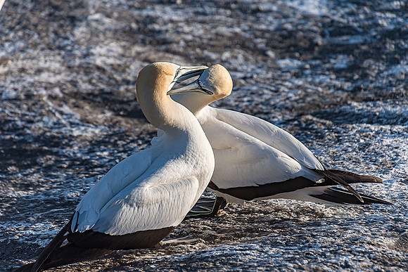 NNK_8119_gannet22