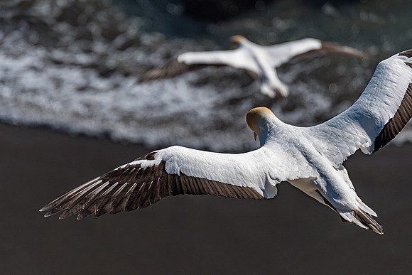 NNK_5680_gannet22