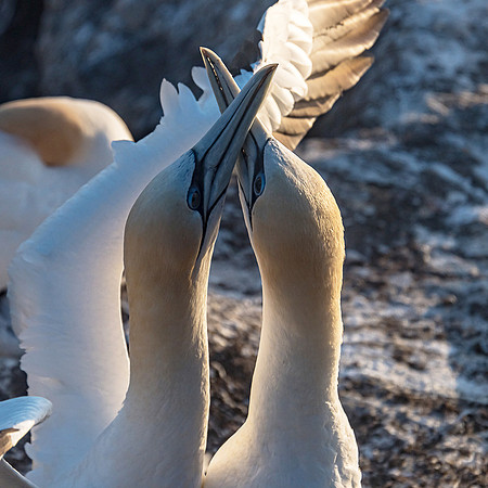 GANNETS IN LOVE_4_NNK