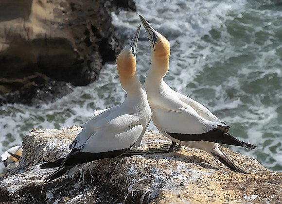 Gannets life1