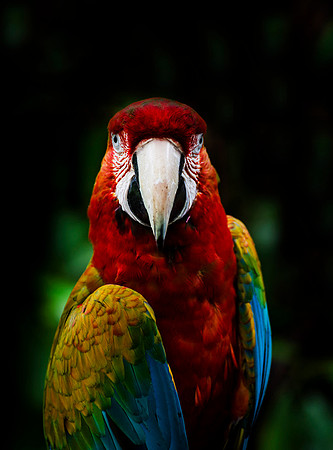 parot_Good