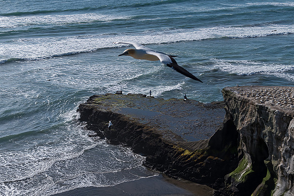 NNK_5475_gannet22