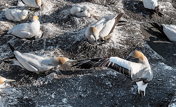NNK_7980_gannet22