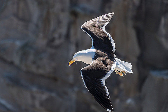 NNK_5238_gannet22