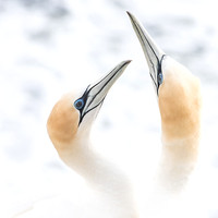 Gannets In Love_