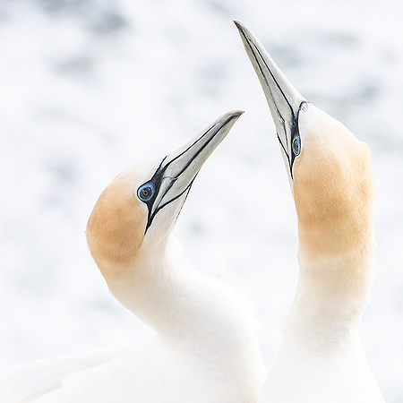 Gannets In Love_