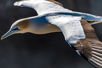 NNK_6521_gannet22
