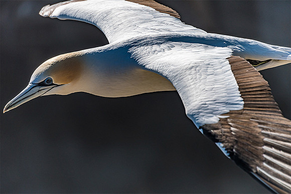NNK_6521_gannet22