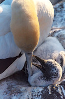 NNK_9059_gannet22